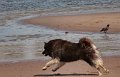 baden (6)